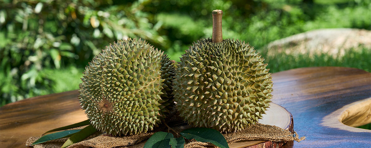durian-banner-1